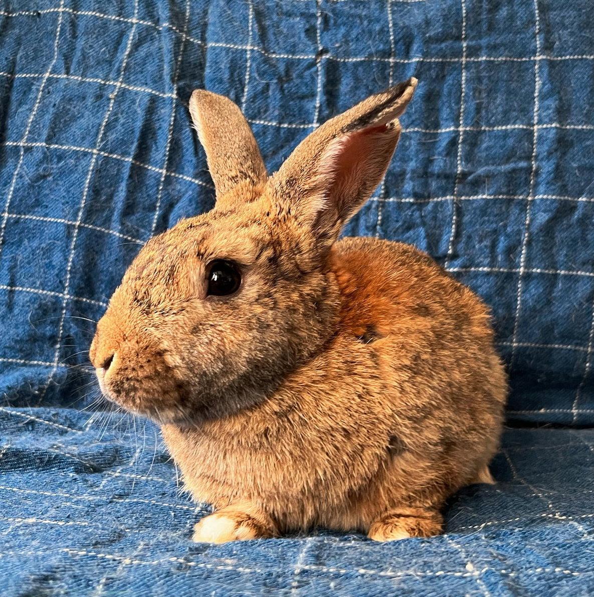 Van Gogh, a Adoptable American in Oakland, CA image 3/3