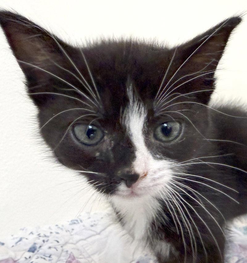 Pixie, Adoptable, Kitten Female Domestic Short Hair.