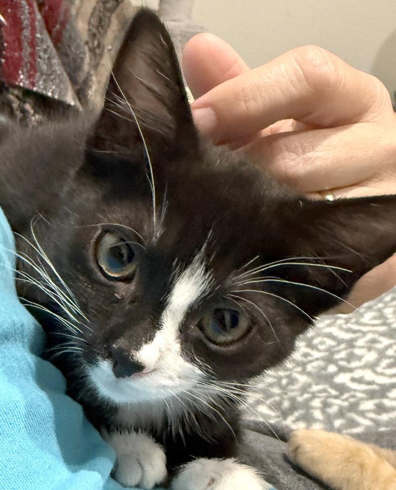Enlarge Pixie, a Adoptable Domestic Short Hair in Ventura, CA image 2/3