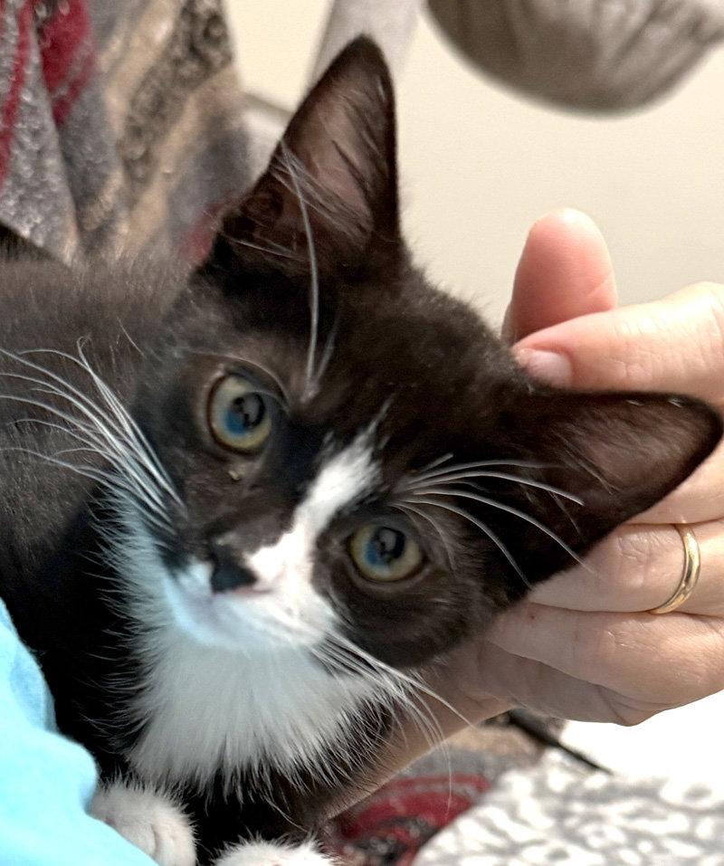 Pixie, Adoptable, Kitten Female Domestic Short Hair.