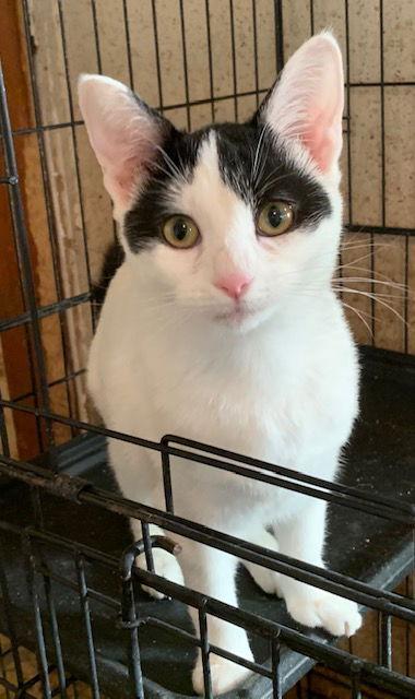 Sissy, Adoptable, Young Female Domestic Short Hair.