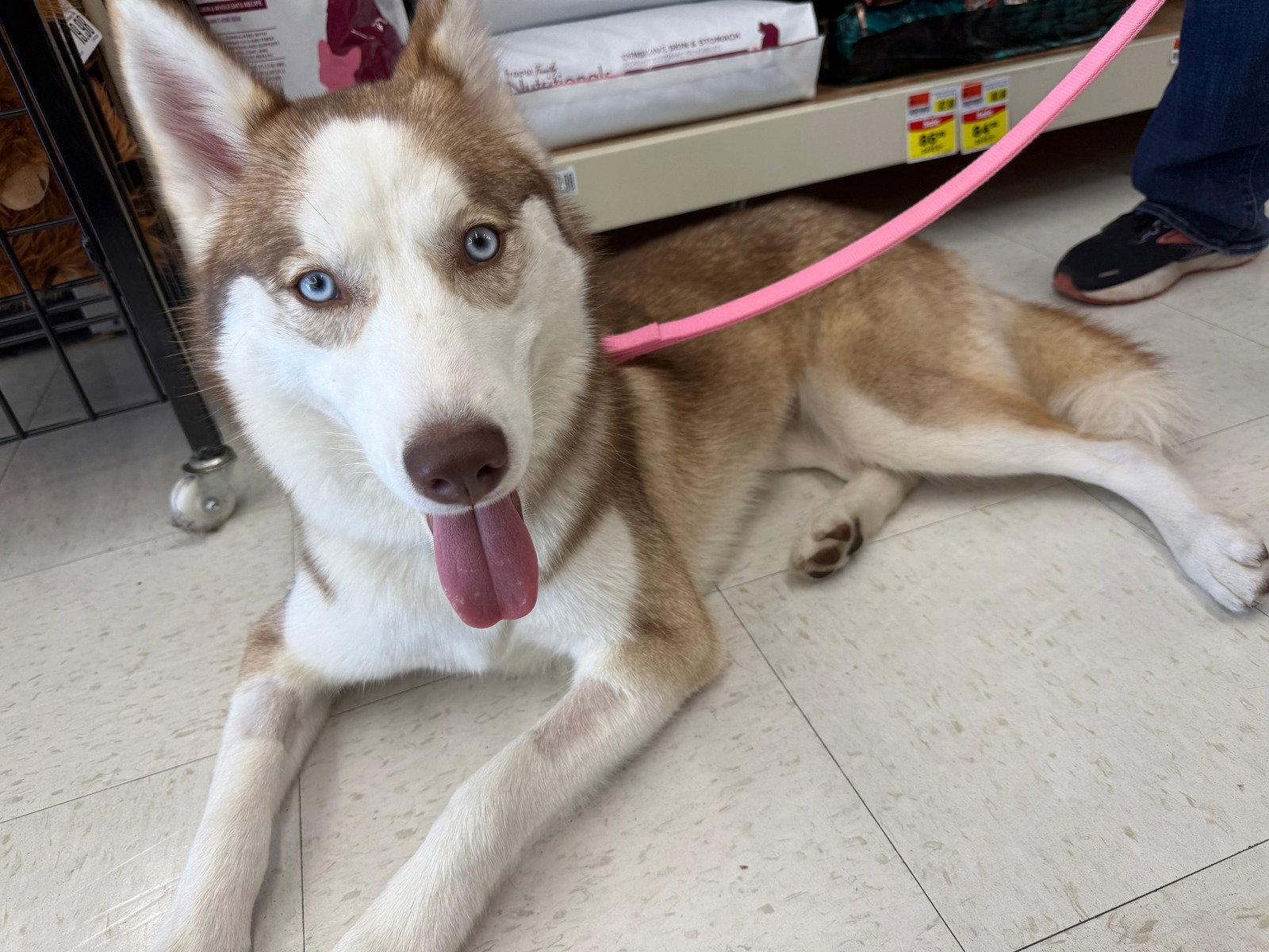 Honey, Adoptable, Young Female Siberian Husky.