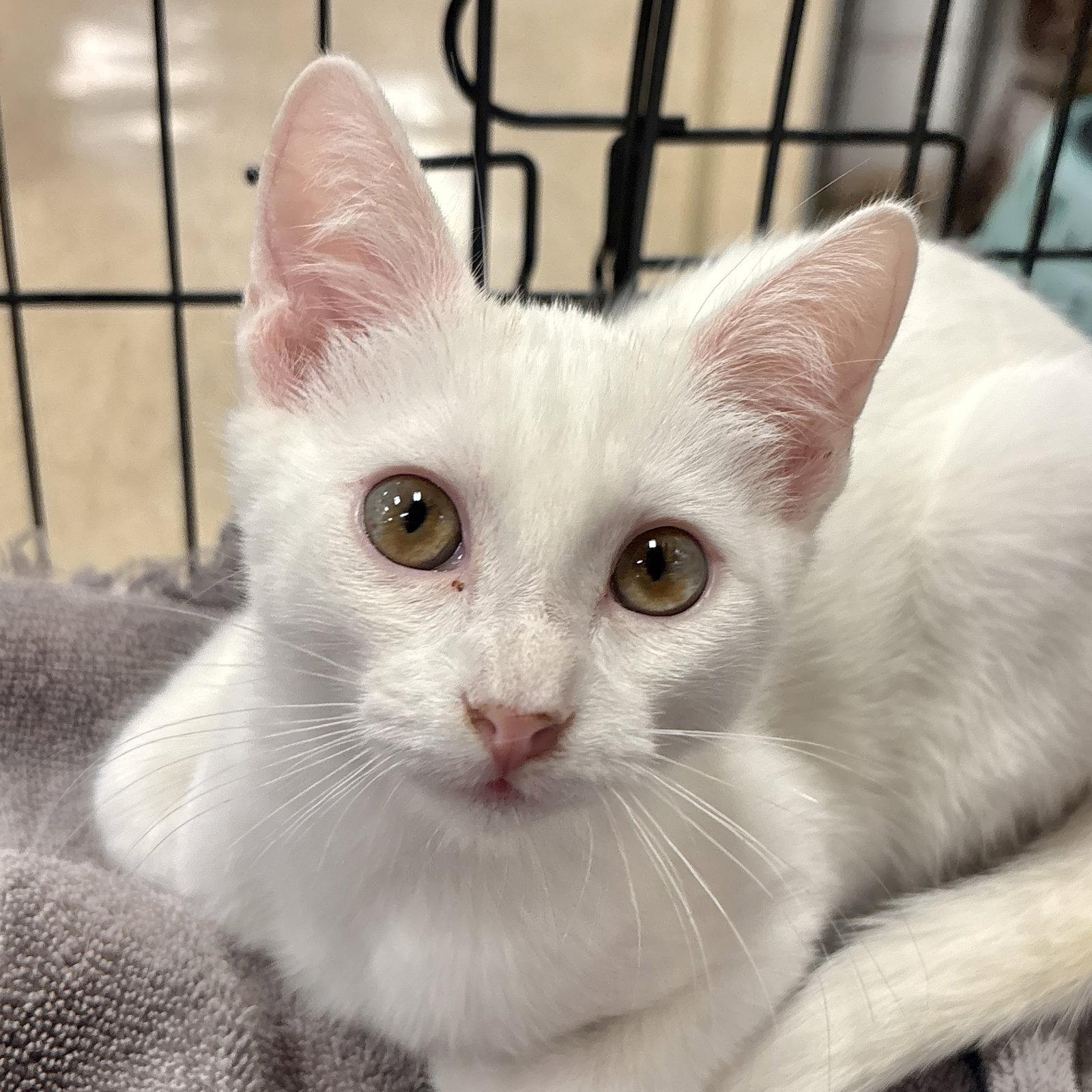 Enlarge Bartok, a Adoptable Domestic Short Hair in Sonora, CA image 1/1