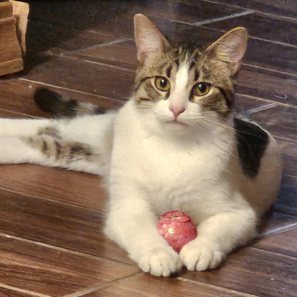 Pippin 2, Adoptable, Adult Male Domestic Short Hair.