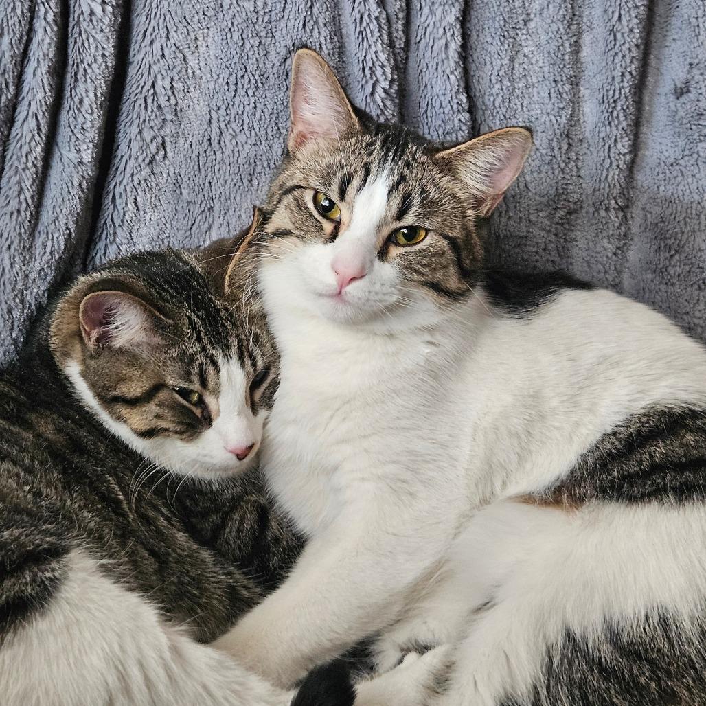 Enlarge Pippin 2, a Adoptable Domestic Short Hair in Brooklyn, NY image 3/5