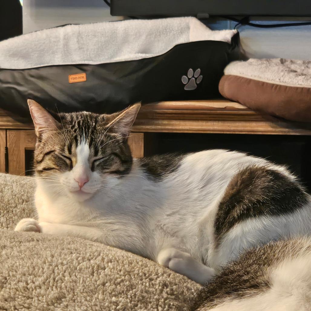 Enlarge Pippin 2, a Adoptable Domestic Short Hair in Brooklyn, NY image 4/5