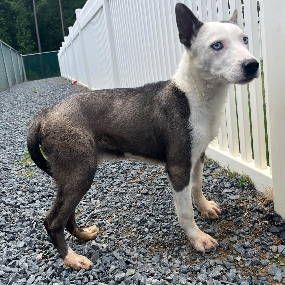 Enlarge Blue, a Adoptable Mixed Breed in Mount Gilead, NC image 1/1
