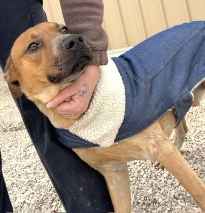 Enlarge Benny, an adopted mixed breed in Little Rock, AR image 2/5