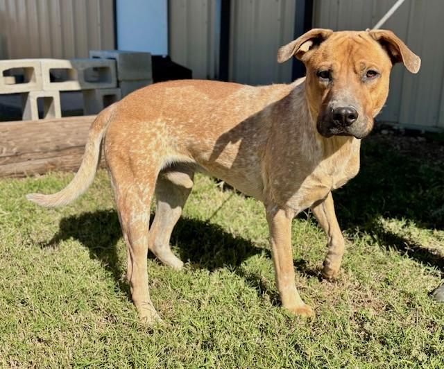 Enlarge Benny, an adopted mixed breed in Little Rock, AR image 5/5