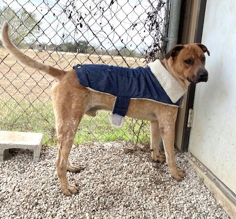 Enlarge Benny, an adopted mixed breed in Little Rock, AR image 3/5