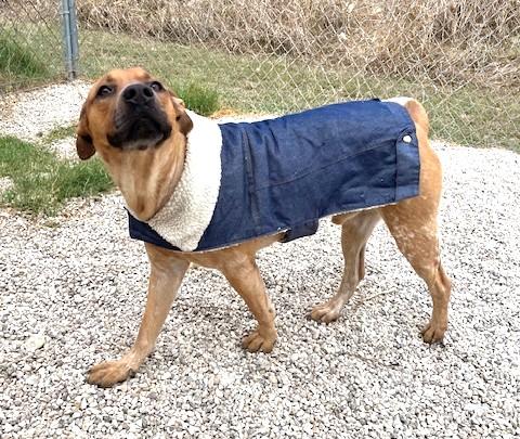 Enlarge Benny, an adopted mixed breed in Little Rock, AR image 4/5