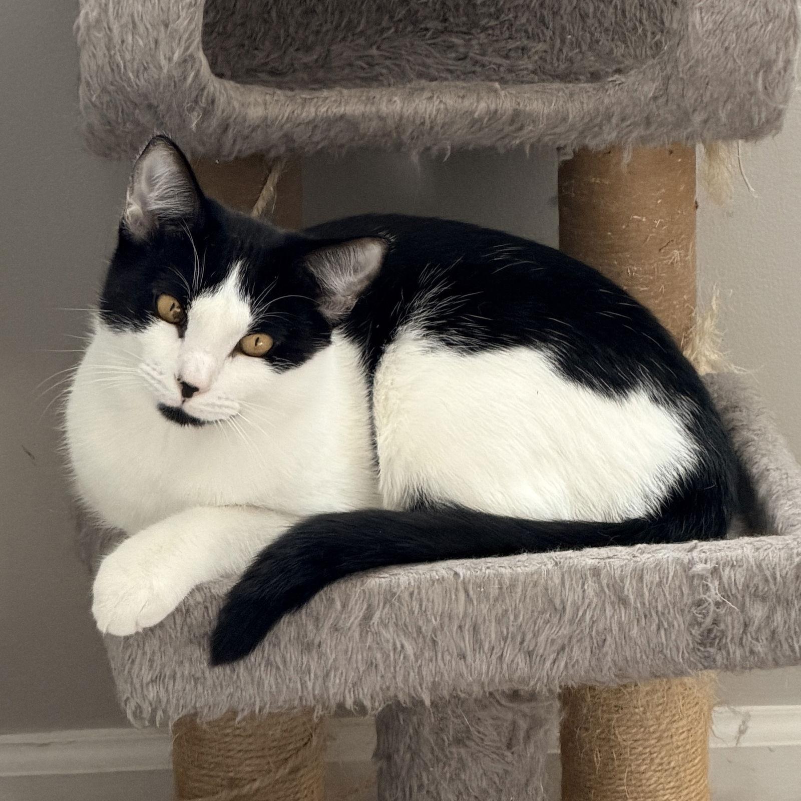 Chicken Nugget, Adoptable, Young Male Domestic Short Hair.