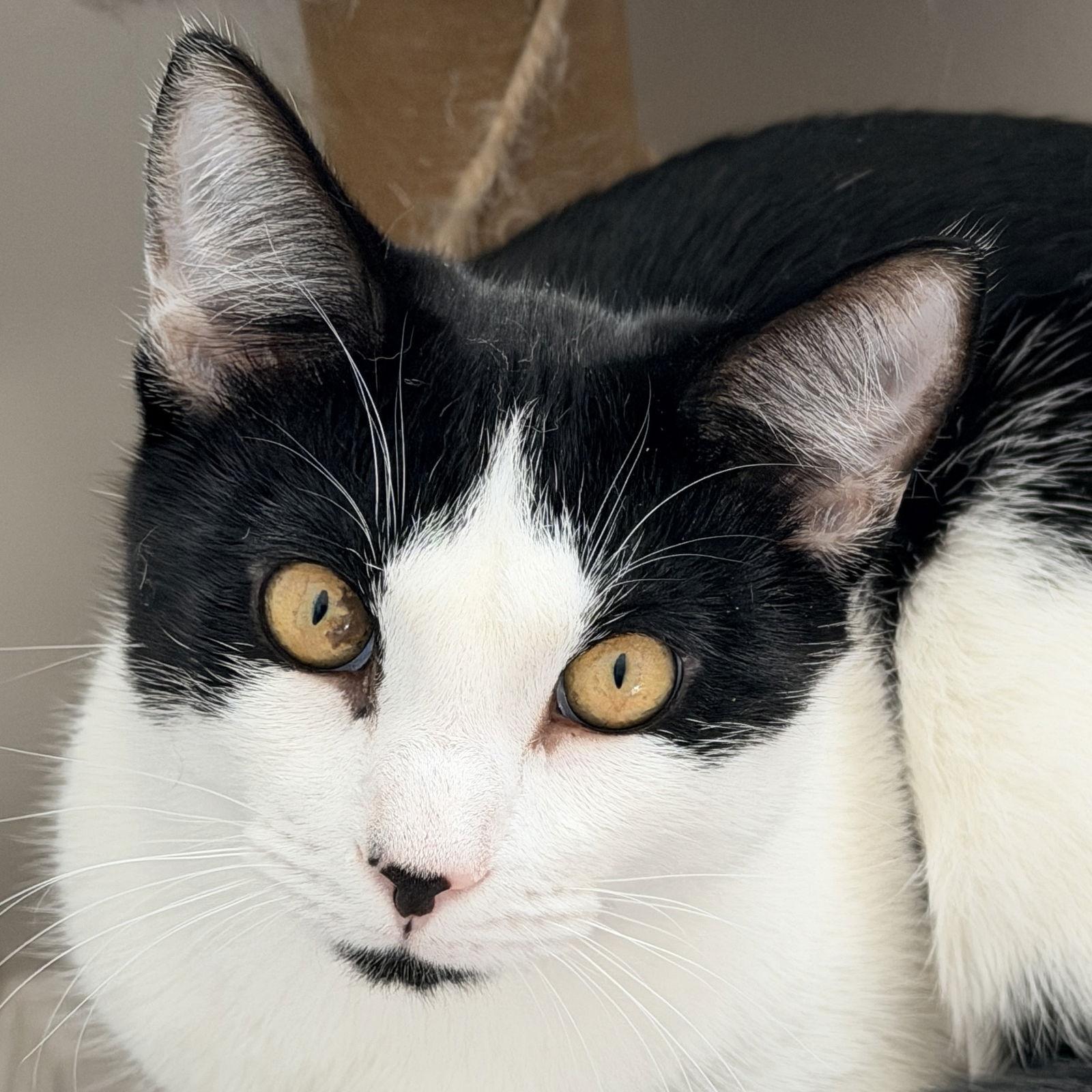 Enlarge Chicken Nugget, a Adoptable Domestic Short Hair in Alpharetta, GA image 2/2