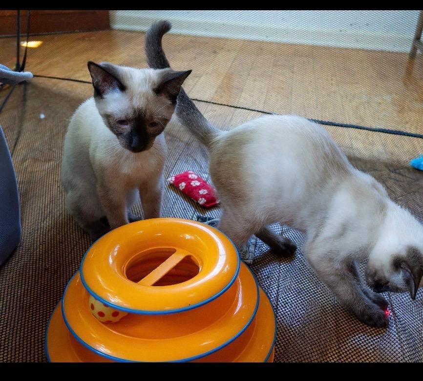 Cosmo & Astro - Siamese Kittens, ADOPTABLE, Kitten Male Siamese.