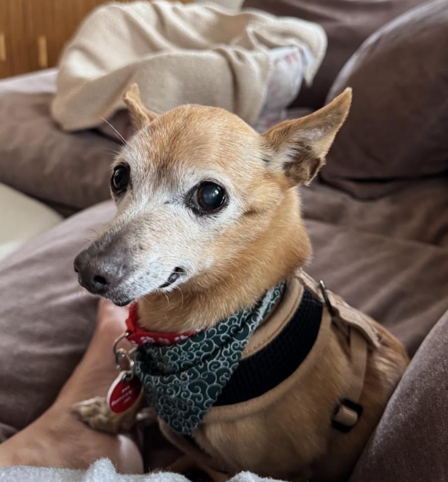 Sweets, Adoptable, Senior Female Chihuahua.