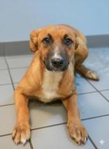 Liberty, Adopted, Young Female Australian Shepherd.