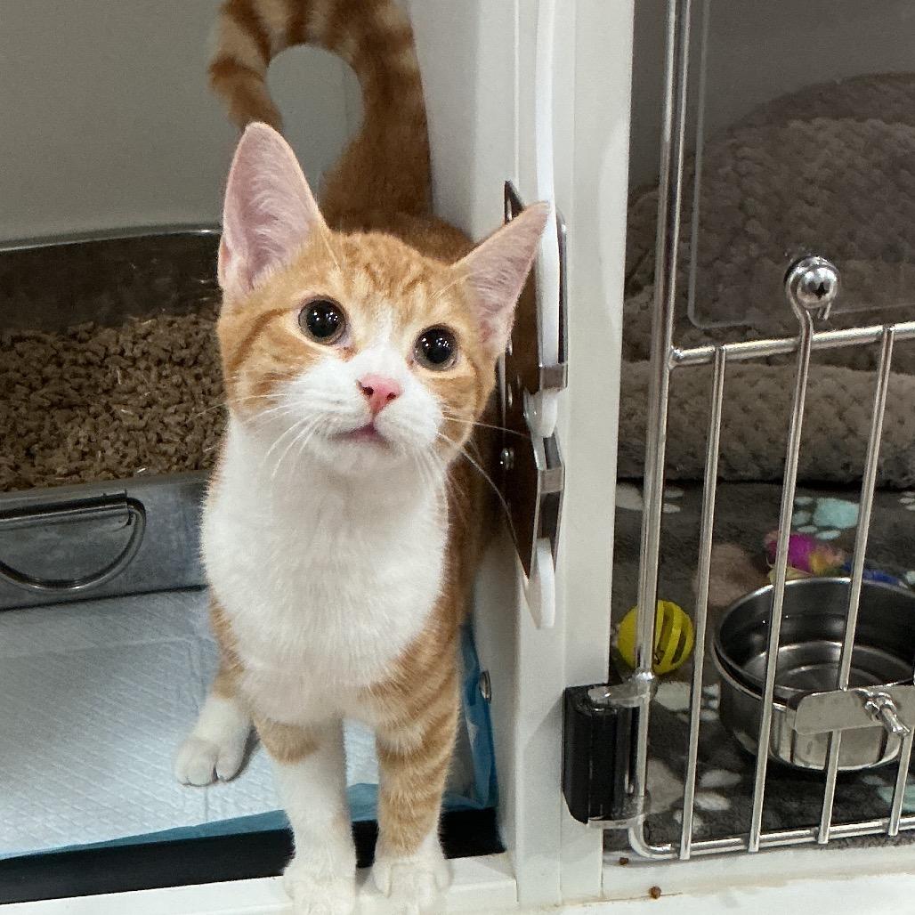 Kitty Perry, Adoptable, Kitten Female Domestic Short Hair.