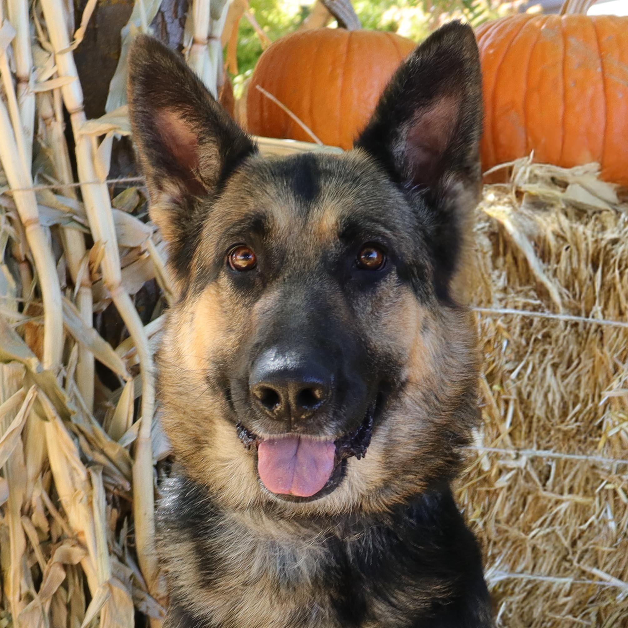Mira, Adoptable, Adult Female German Shepherd Dog.