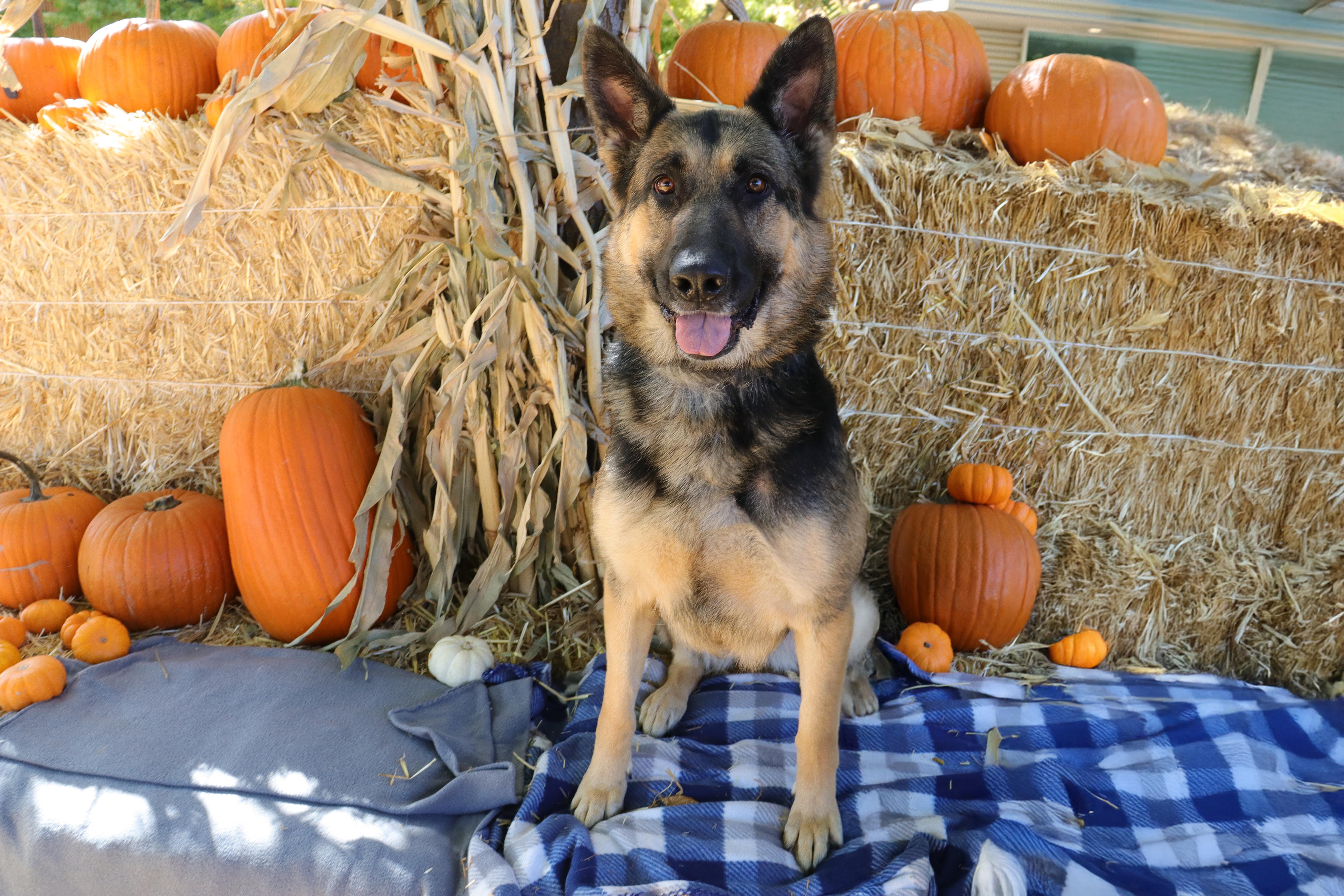 Mira, a Adoptable mixed breed in Clovis, CA image 2/2