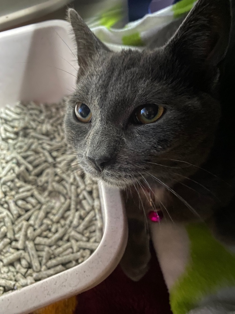 Stovetop Stuffing, a Adopted Domestic Short Hair in Stockbridge, MI image 1/4