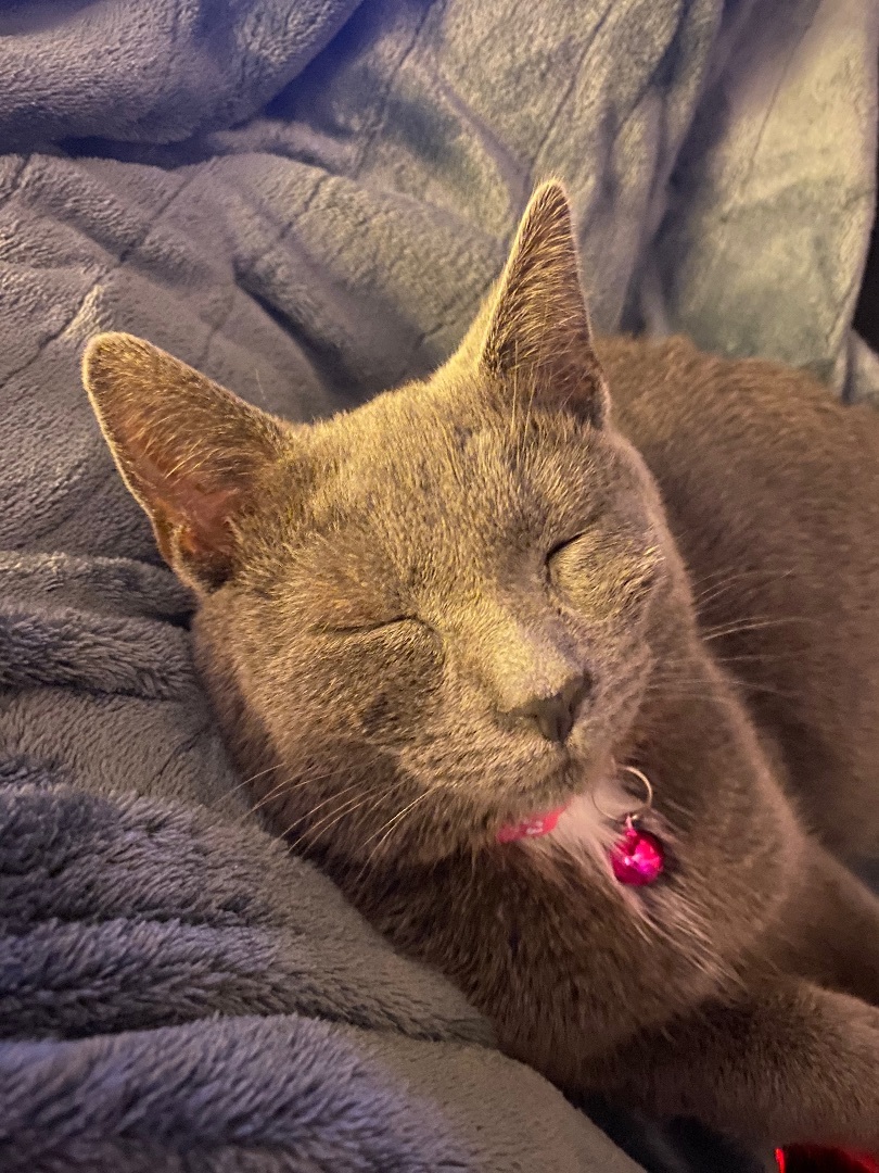 Stovetop Stuffing, a Adopted Domestic Short Hair in Stockbridge, MI image 2/4