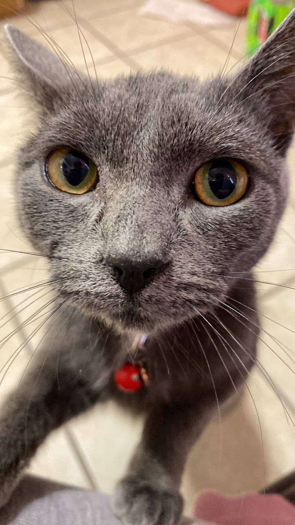 Stovetop Stuffing, a Adopted Domestic Short Hair in Stockbridge, MI image 3/4