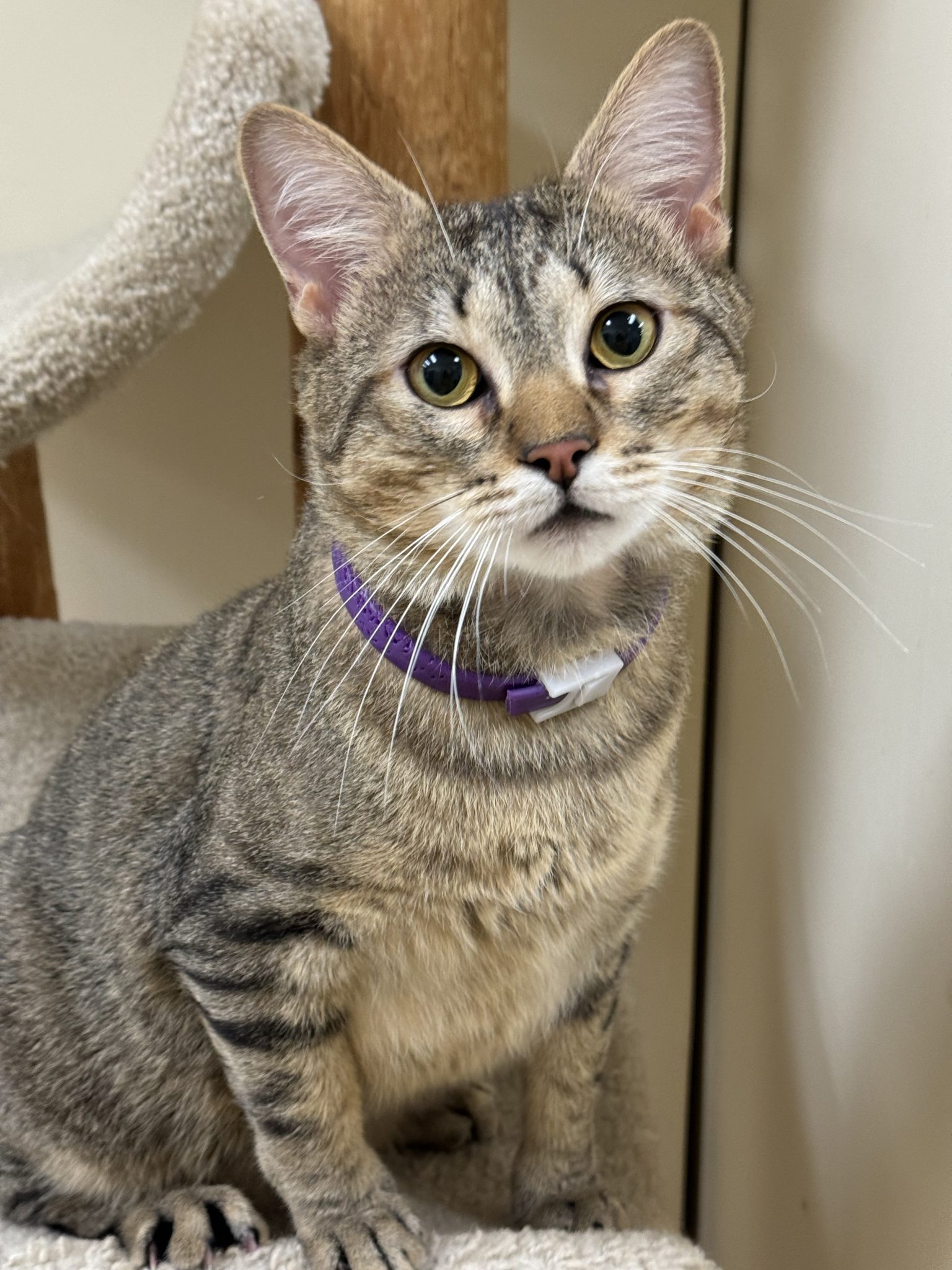 Leo, Adoptable, Young Male Domestic Short Hair.