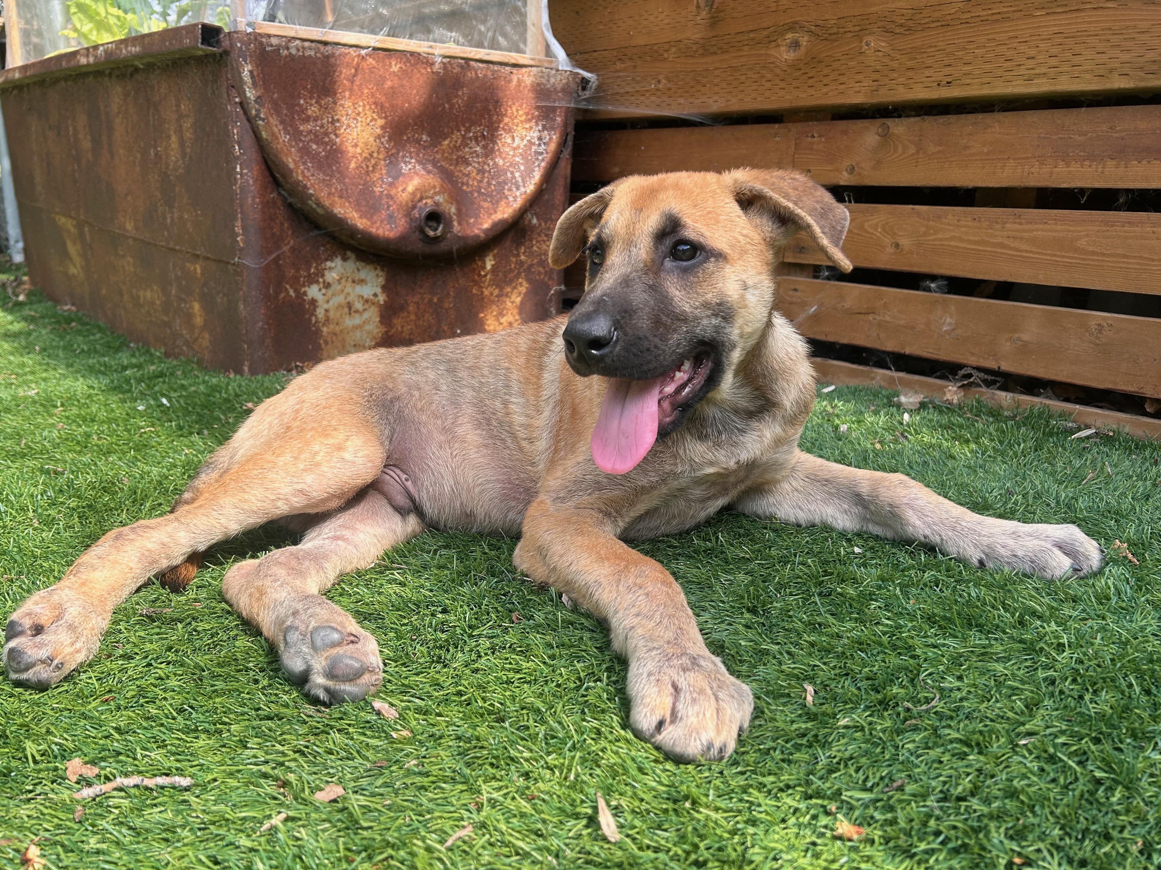 Enlarge Maverick, a ADOPTABLE Mixed Breed in Saskatoon, SK image 4/5