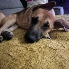 Enlarge Maverick, a Adopted Mixed Breed in Saskatoon, SK image 4/5