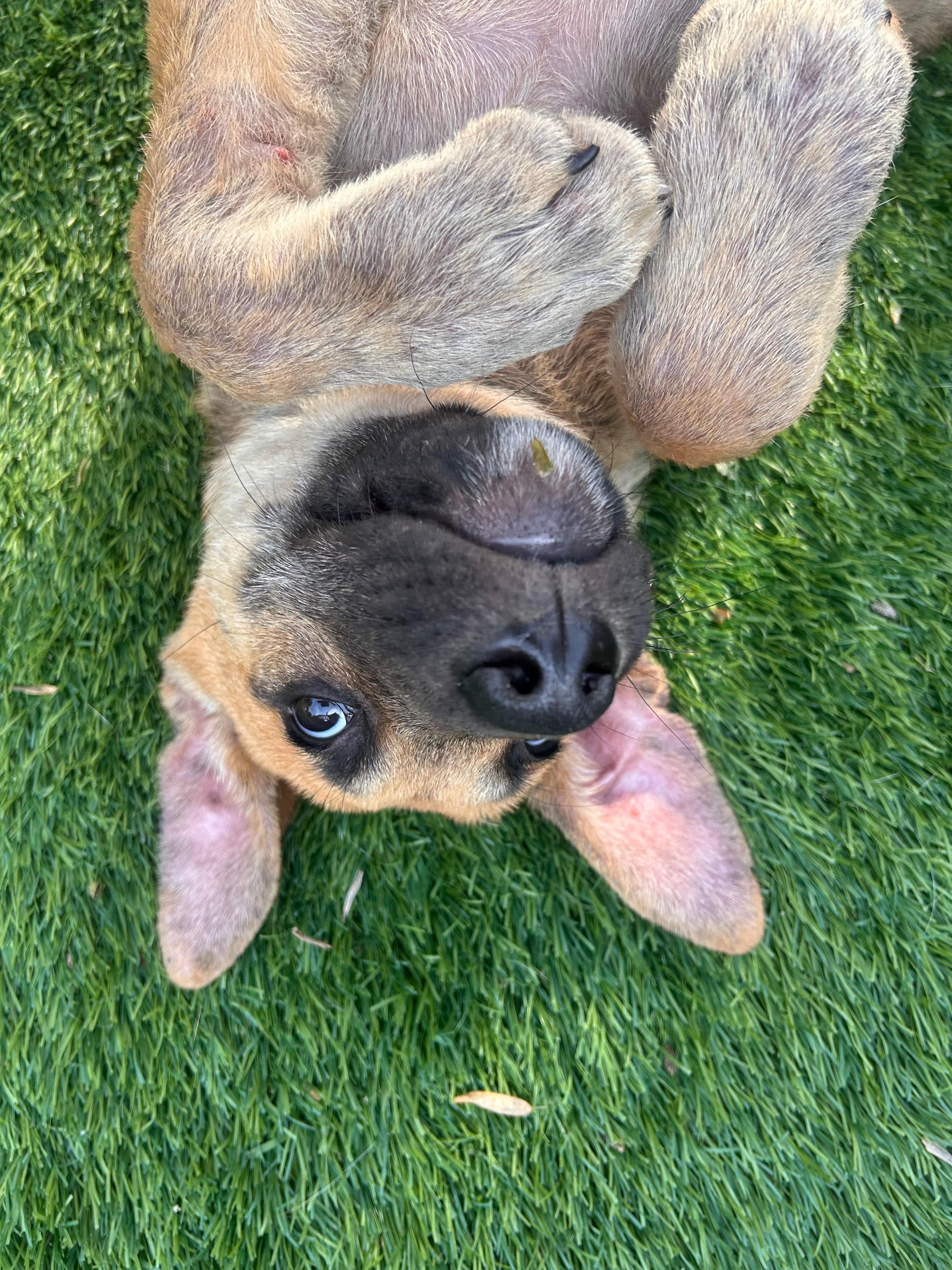 Maverick, ADOPTABLE, Puppy Male Mixed Breed.