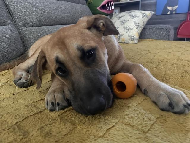 Maverick, Adopted, Puppy Male Mixed Breed.
