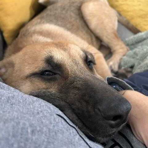 Enlarge Maverick, a Adoptable Mixed Breed in Saskatoon, SK image 5/5