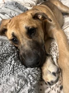 Enlarge Maverick, a Adopted Mixed Breed in Saskatoon, SK image 5/5