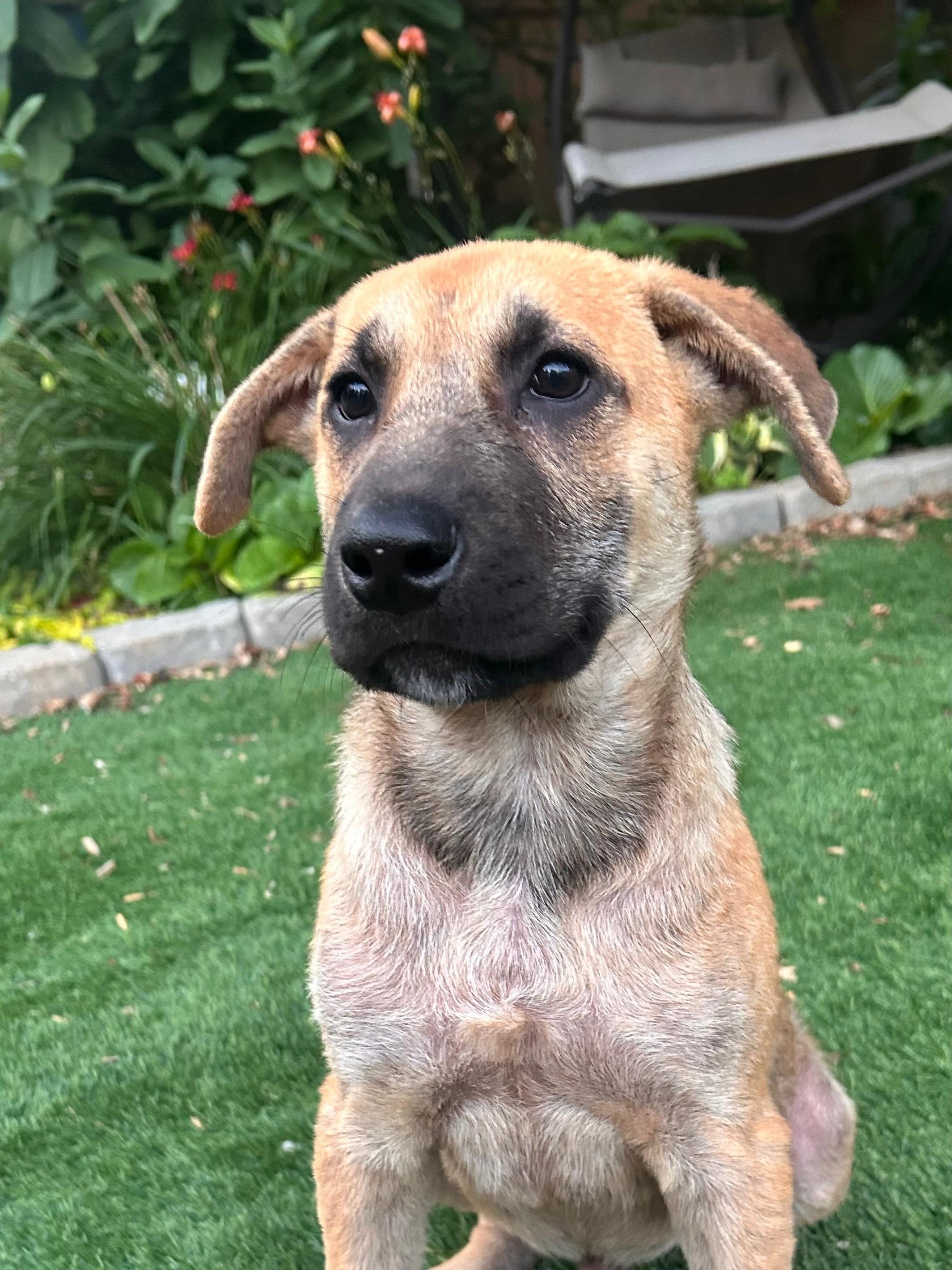Enlarge Maverick, a ADOPTABLE Mixed Breed in Saskatoon, SK image 2/5