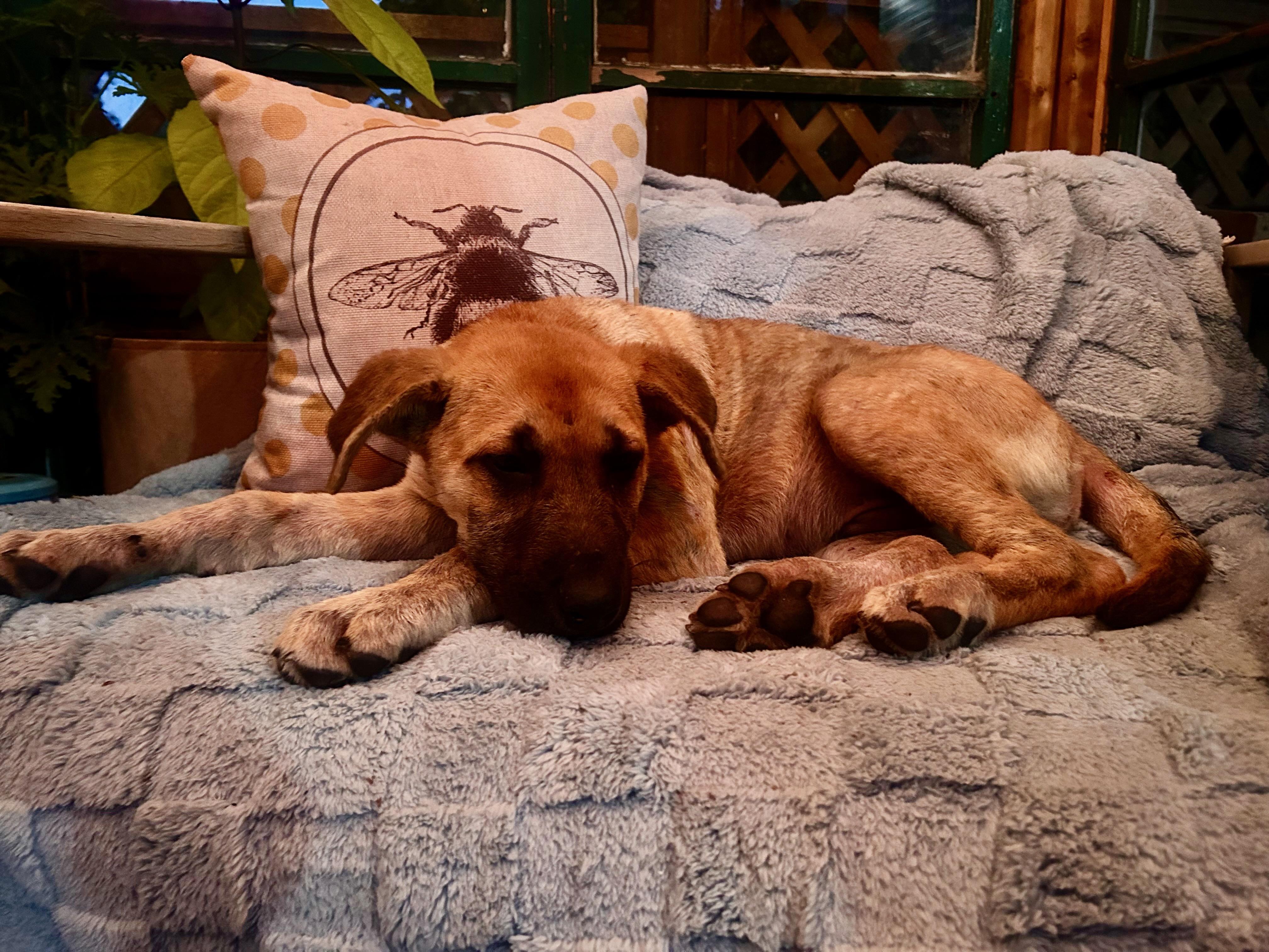 Enlarge Maverick, a ADOPTABLE Mixed Breed in Saskatoon, SK image 5/5