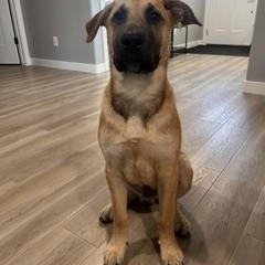 Enlarge Maverick, a Adopted Mixed Breed in Saskatoon, SK image 2/5