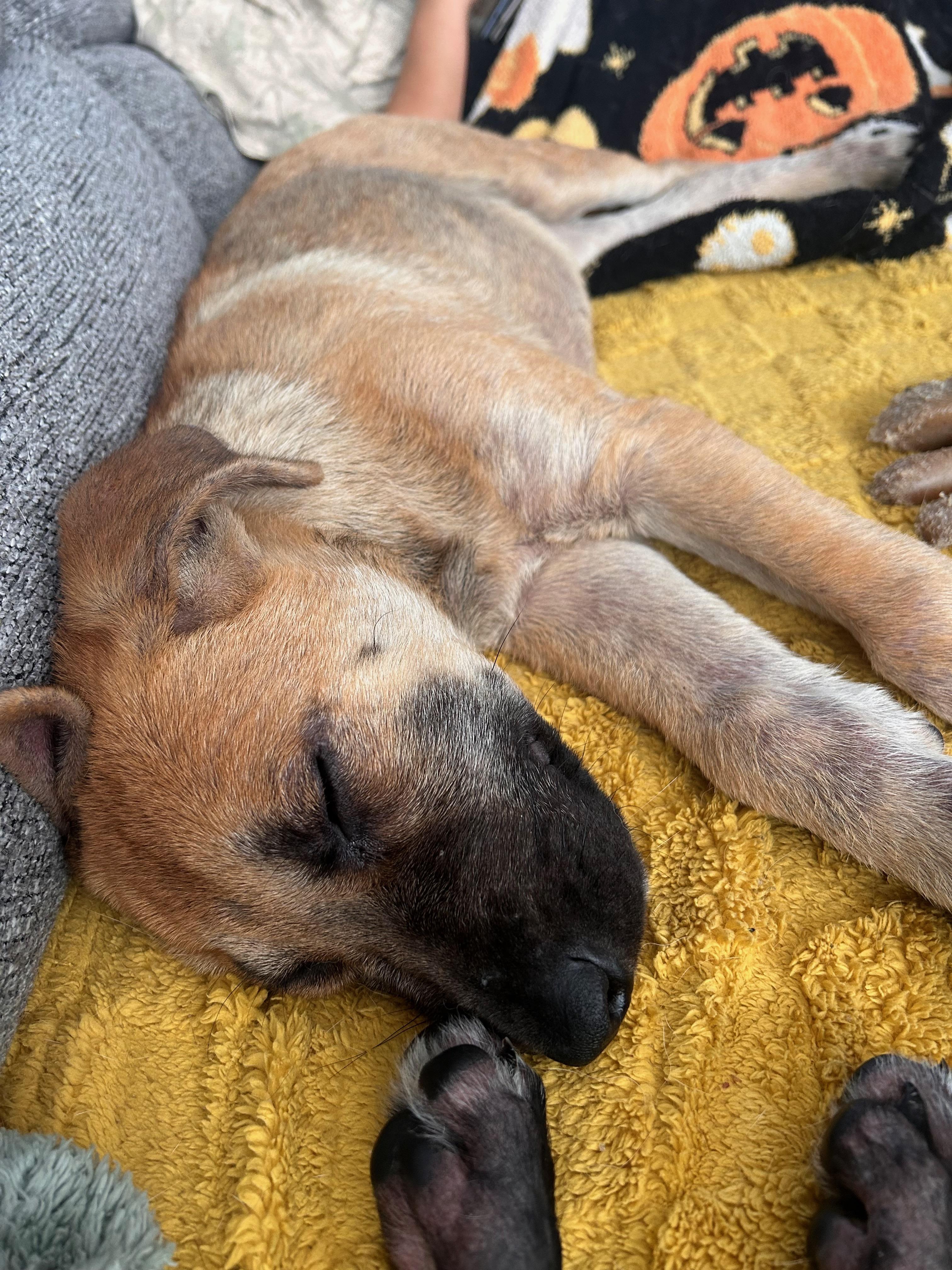Enlarge Maverick, a ADOPTABLE Mixed Breed in Saskatoon, SK image 3/5