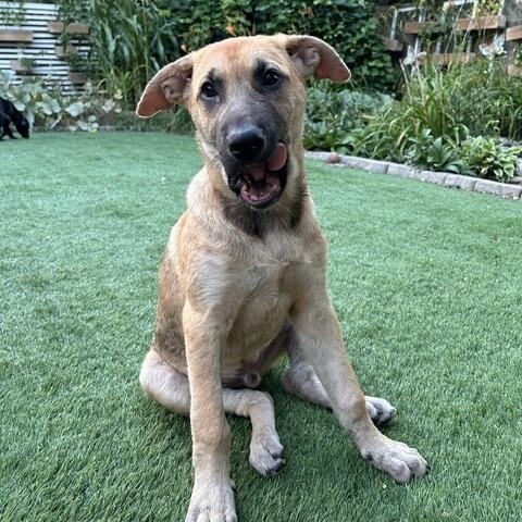 Enlarge Maverick, a Adoptable Mixed Breed in Saskatoon, SK image 1/5