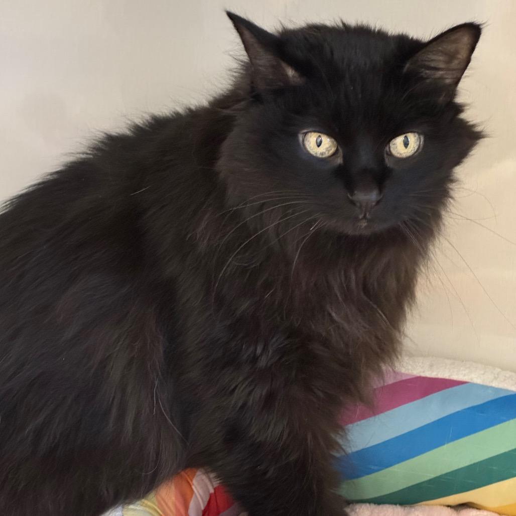 Allie, Adoptable, Senior Female Domestic Medium Hair.