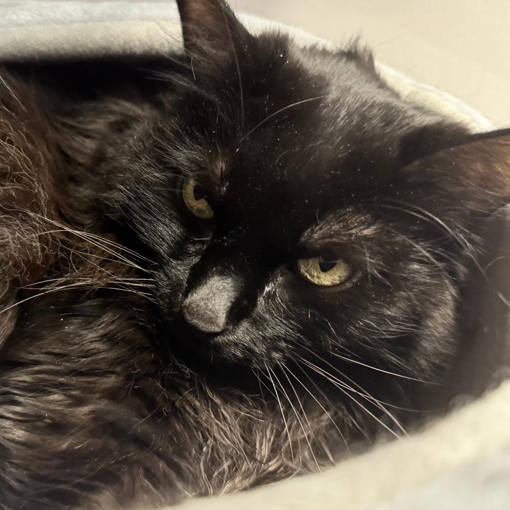 Enlarge Allie, a Adoptable Domestic Medium Hair in Wheeling, IL image 2/6