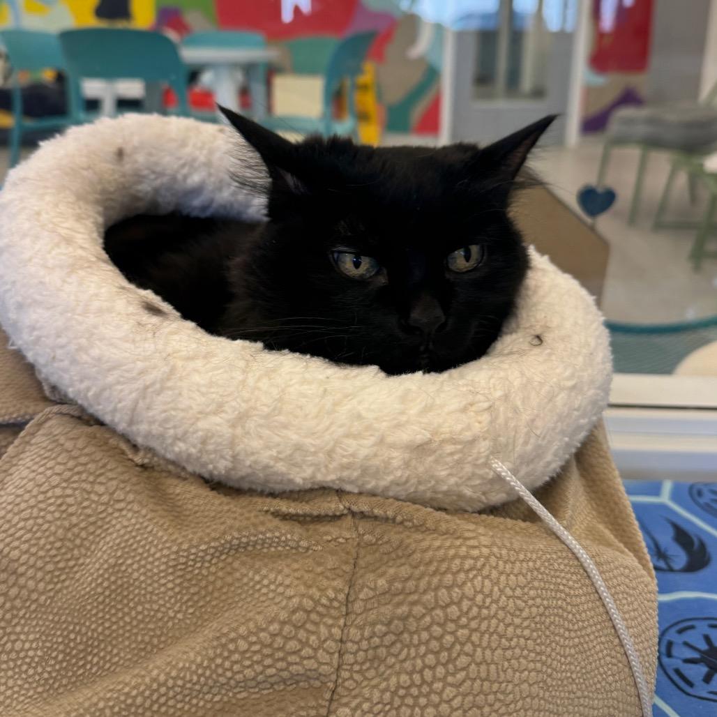 Enlarge Allie, a Adoptable Domestic Medium Hair in Wheeling, IL image 3/6