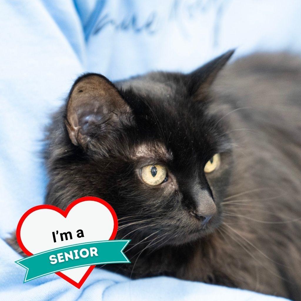 Enlarge Allie, a Adoptable Domestic Medium Hair in Wheeling, IL image 5/6