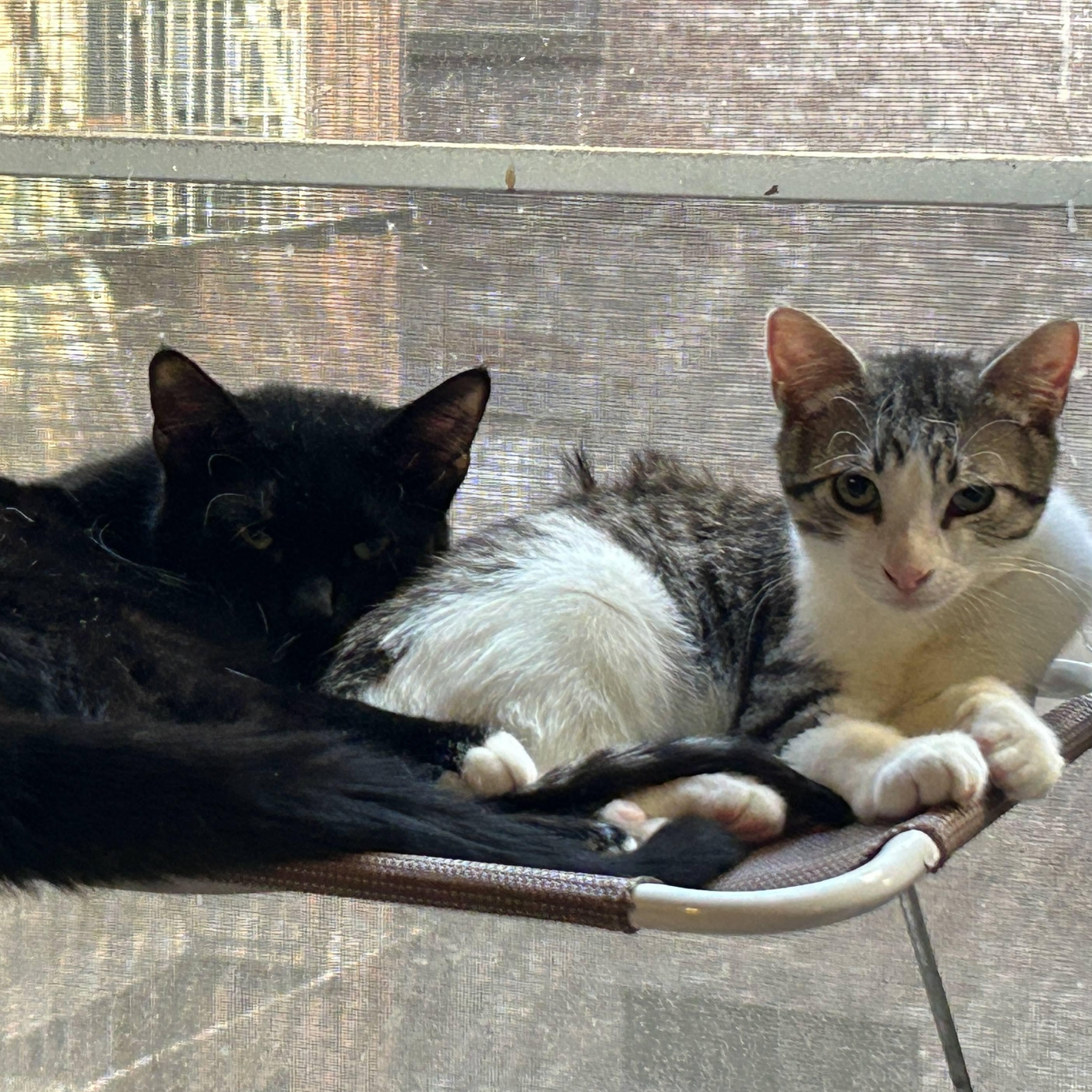 Shiitake & Morel, adopted, Kitten Male American Shorthair.