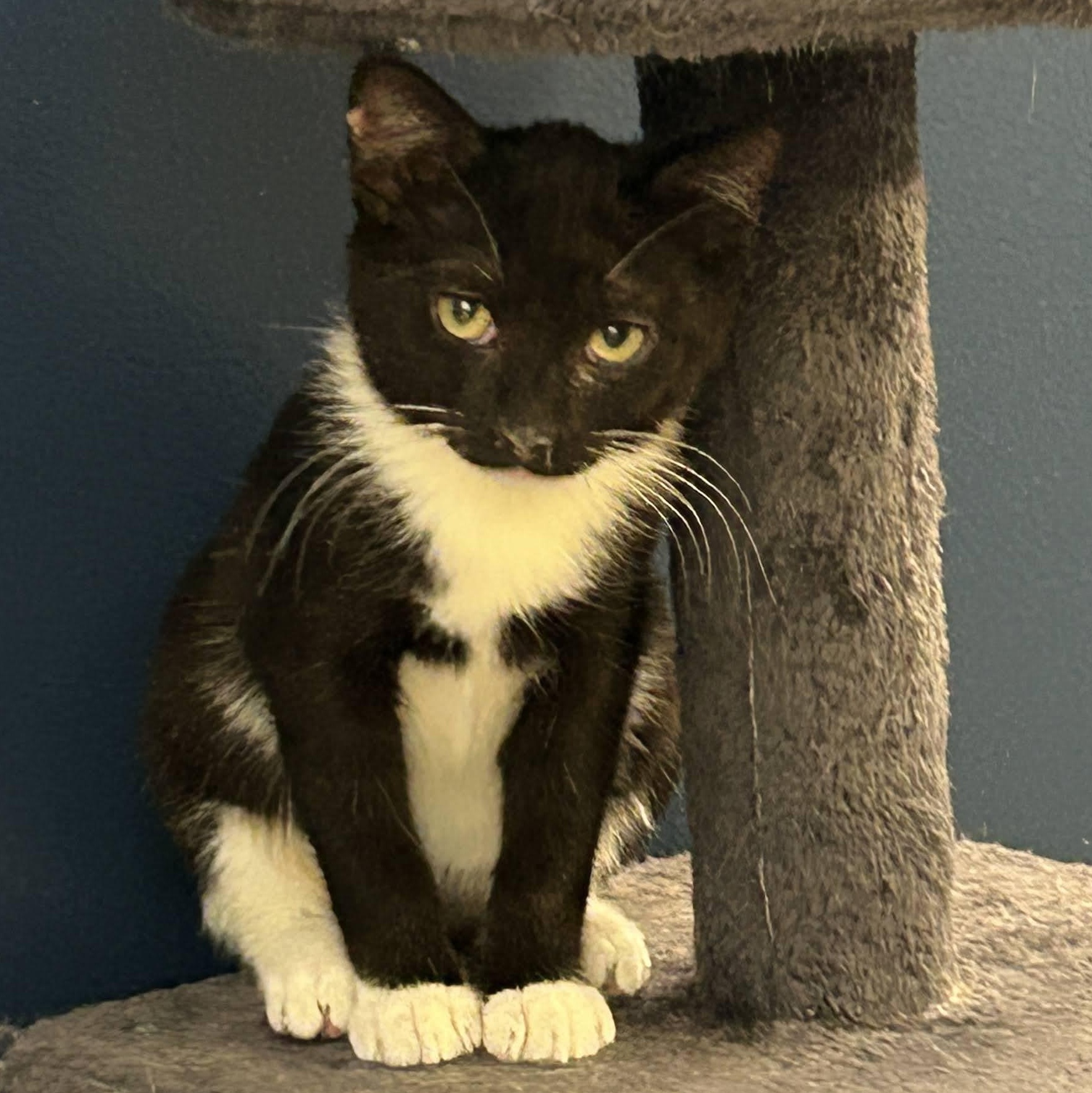 Enlarge Shiitake & Morel, an adopted American Shorthair in brooklyn, NY image 4/5