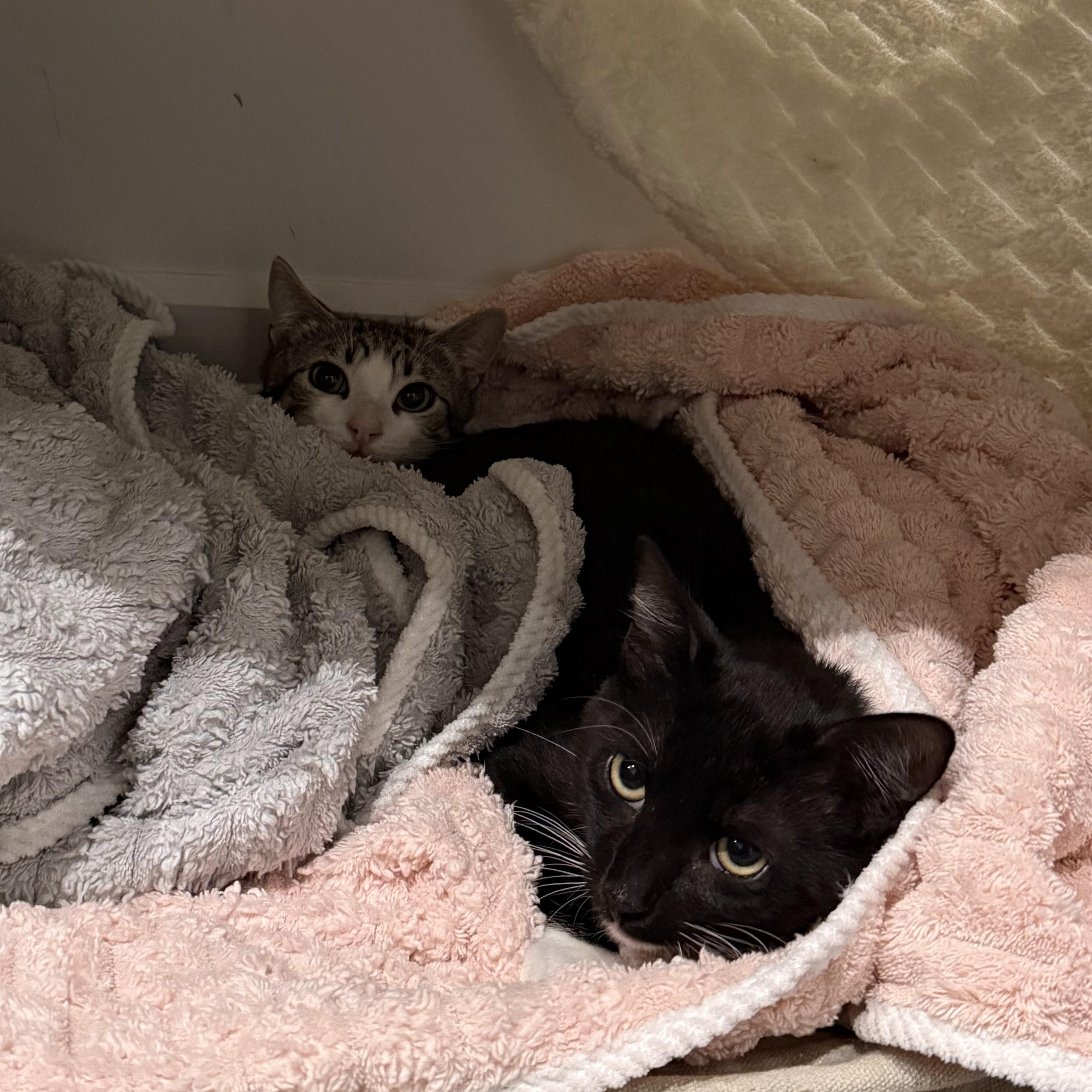 Enlarge Shiitake & Morel, an adopted American Shorthair in brooklyn, NY image 2/5