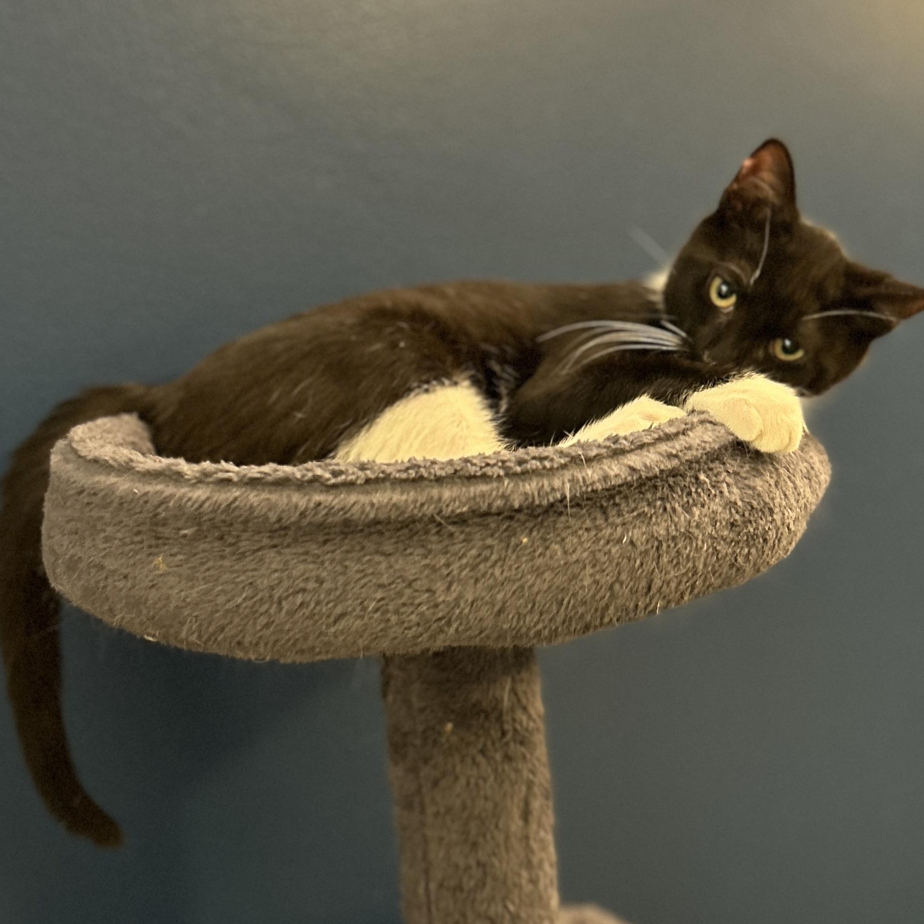 Enlarge Shiitake & Morel, an adopted American Shorthair in brooklyn, NY image 3/5