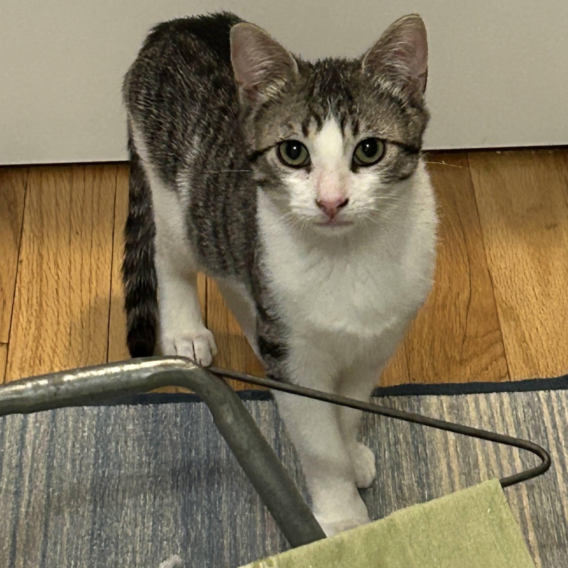 Enlarge Shiitake & Morel, an adopted American Shorthair in brooklyn, NY image 5/5