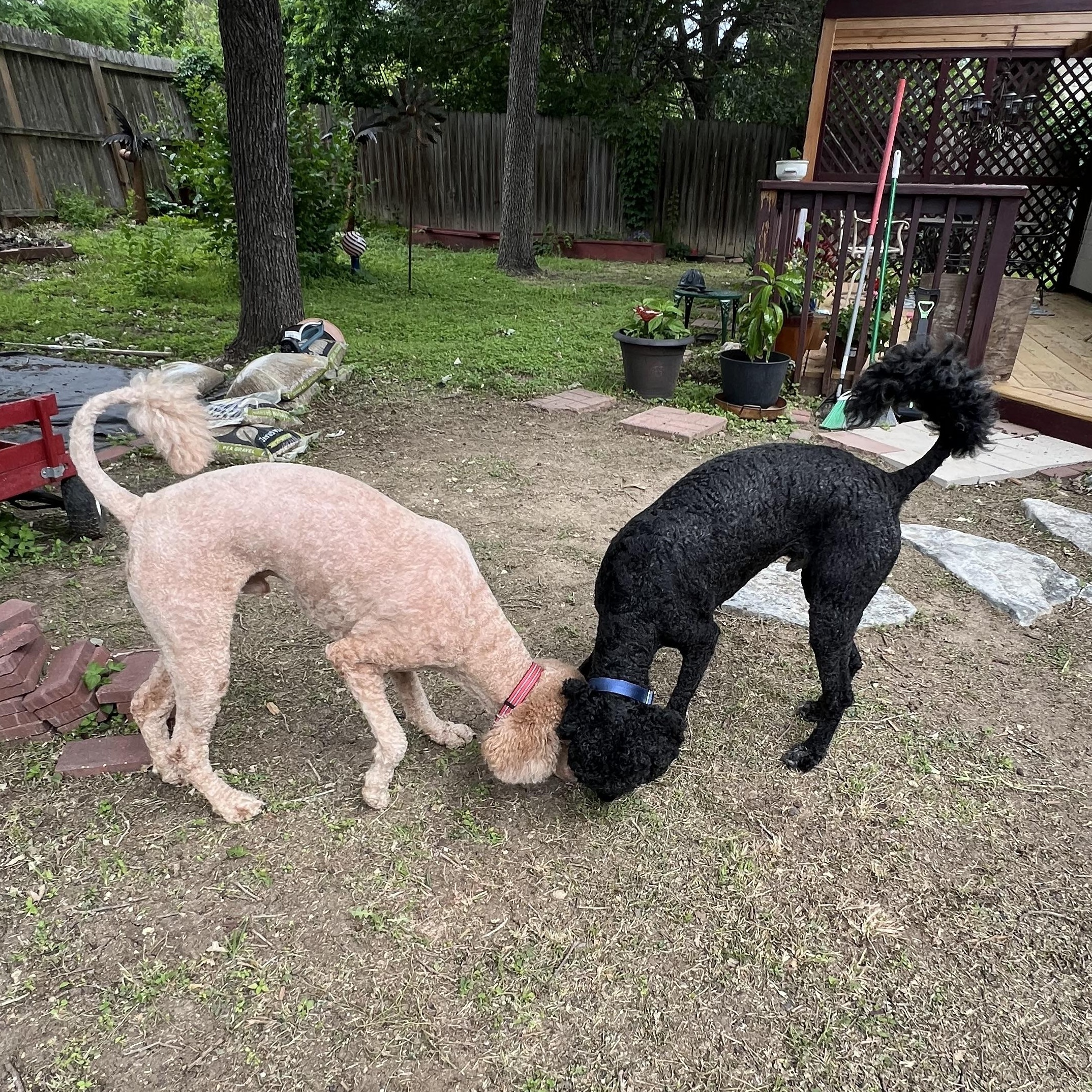 Max, a Adoptable Goldendoodle in Bellaire, TX image 4/5