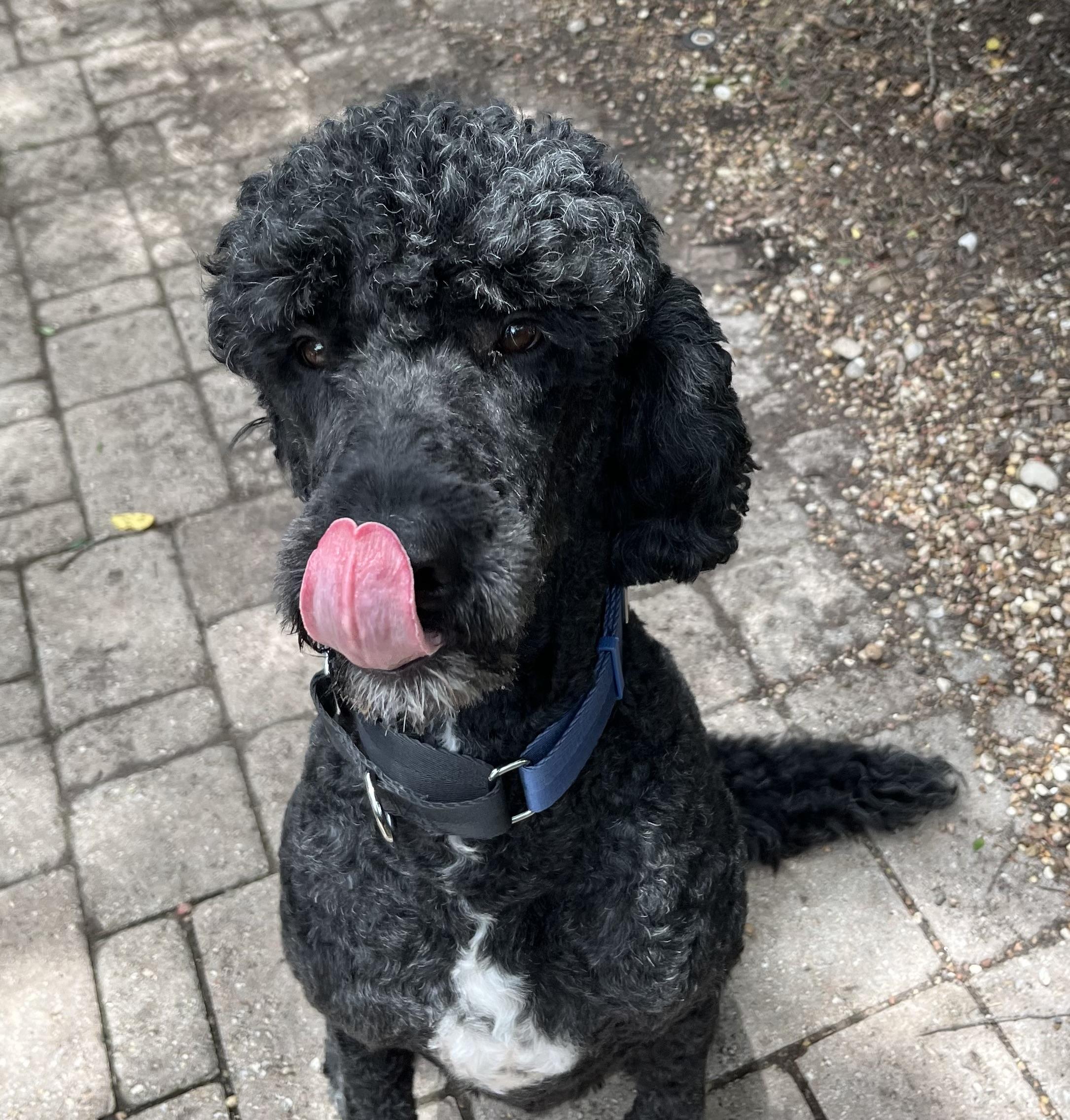Max, a Adoptable Goldendoodle in Bellaire, TX image 3/5