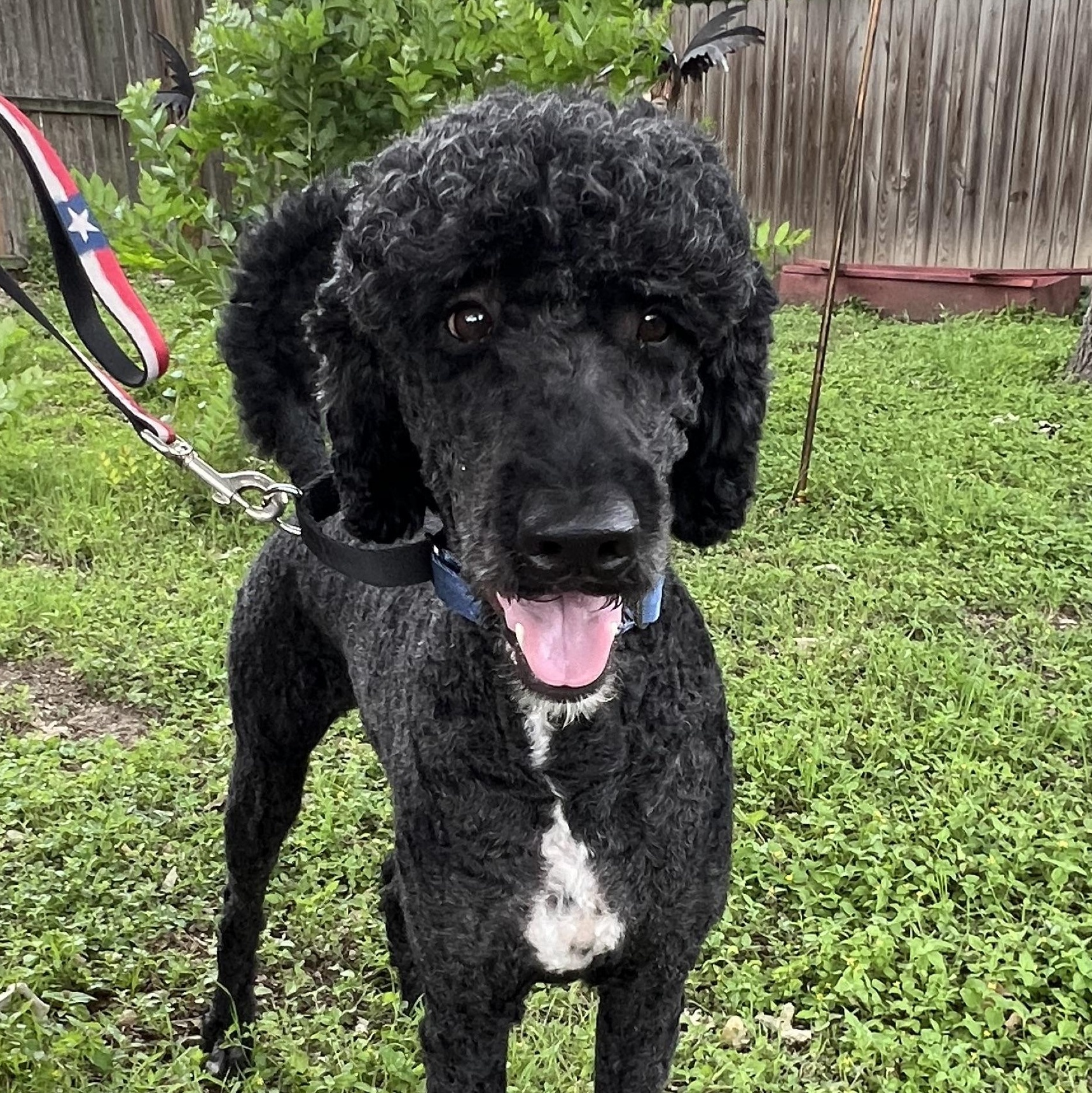 Max, a Adoptable Goldendoodle in Bellaire, TX image 2/5